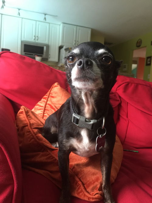 Loki