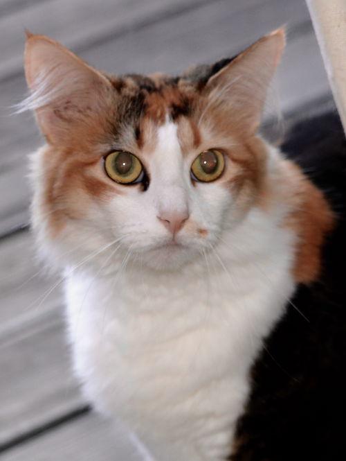 Mimi