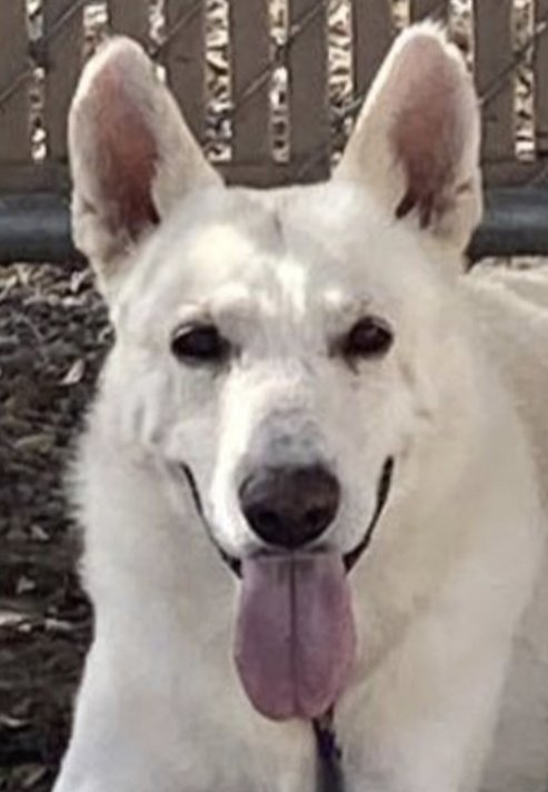 adoptable Dog in Phoenix, AZ named Ten