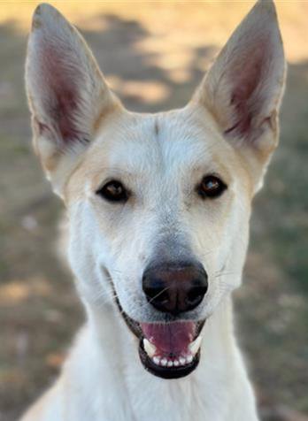 adoptable Dog in Phoenix, AZ named Apollonia