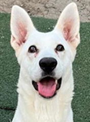 adoptable Dog in Phoenix, AZ named Lulu