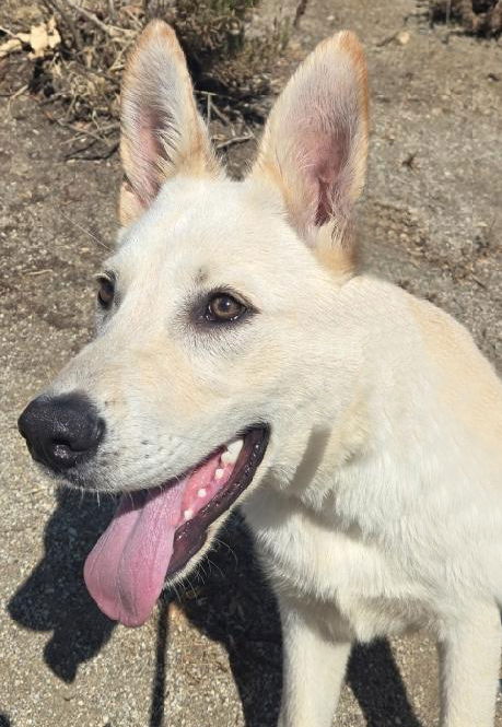 adoptable Dog in Phoenix, AZ named Benny