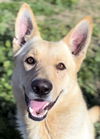 adoptable Dog in Phoenix, AZ named Mac