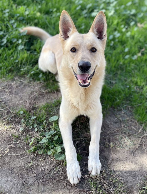 MAC - German Shepherd Dog / White German Shepherd available for adoption