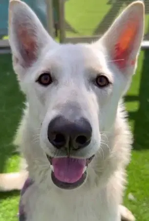 Caspar Aka Cassie - White German Shepherd