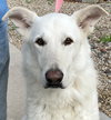 Lobo - Photo 1
