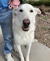 Lobo - Photo 3
