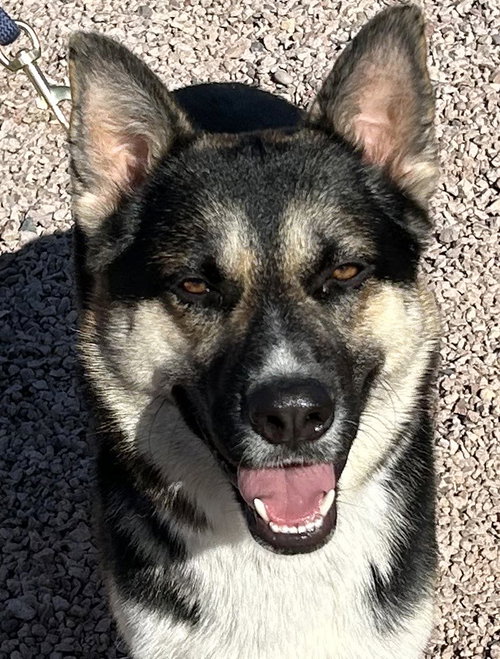 picture of the dog needing adoption