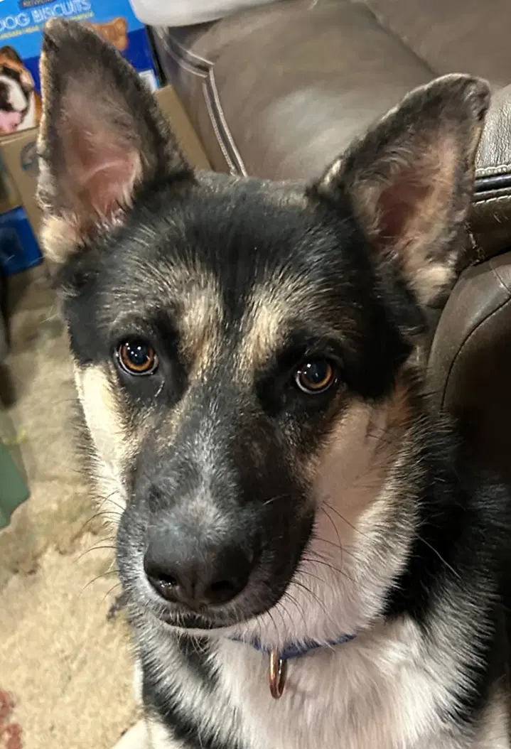 Buddy Iii - German Shepherd Dog