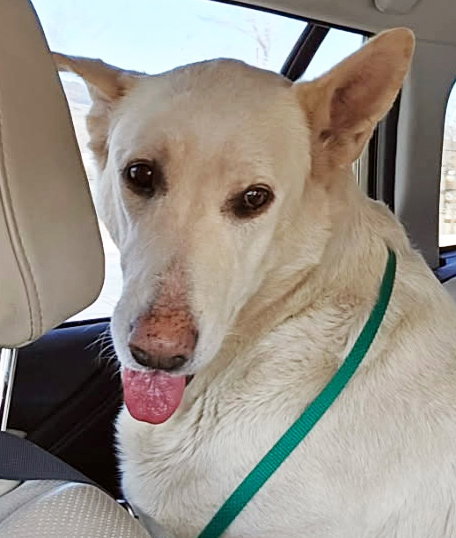picture of the dog needing adoption