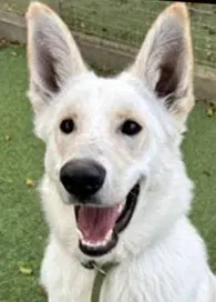 Ghost - White German Shepherd