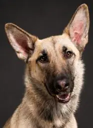 Prada - German Shepherd Dog