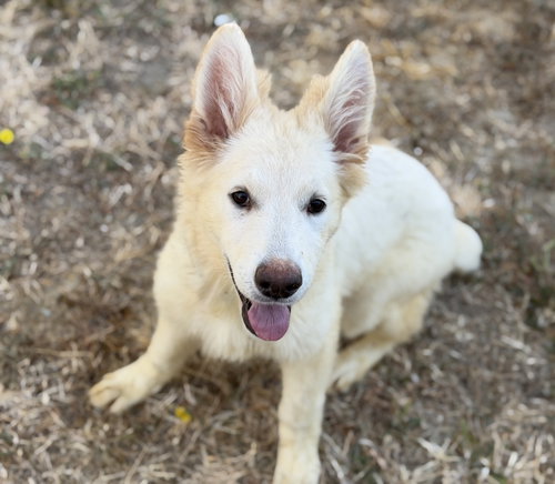 Sadie