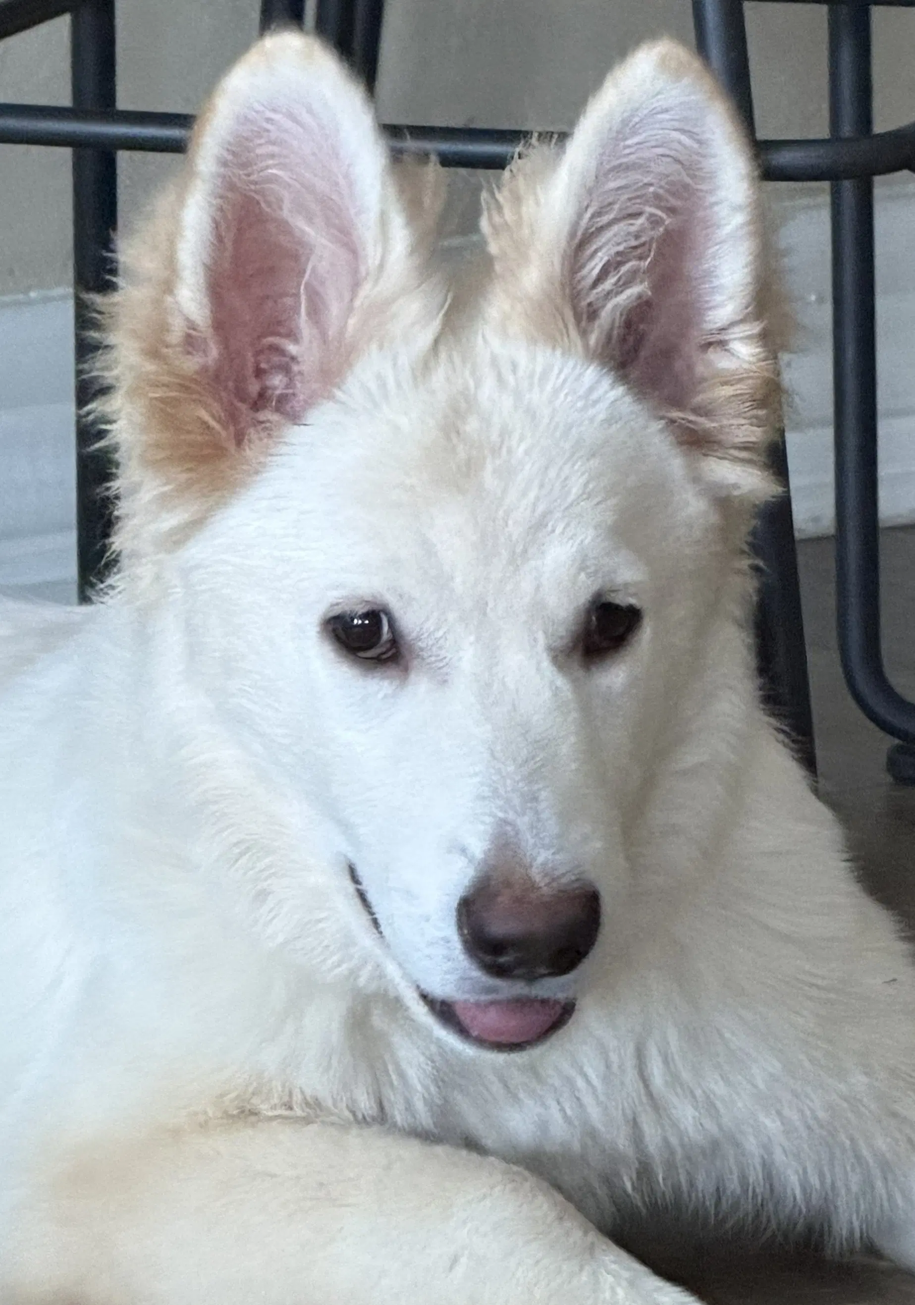Sadie - White German Shepherd