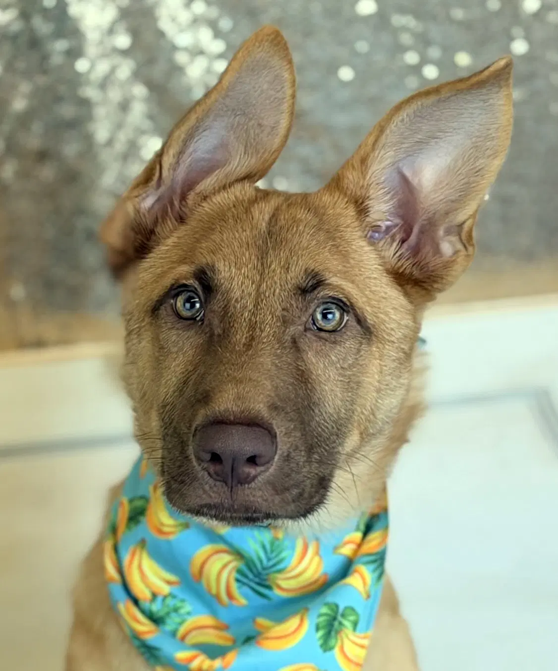 Gwen - German Shepherd Dog