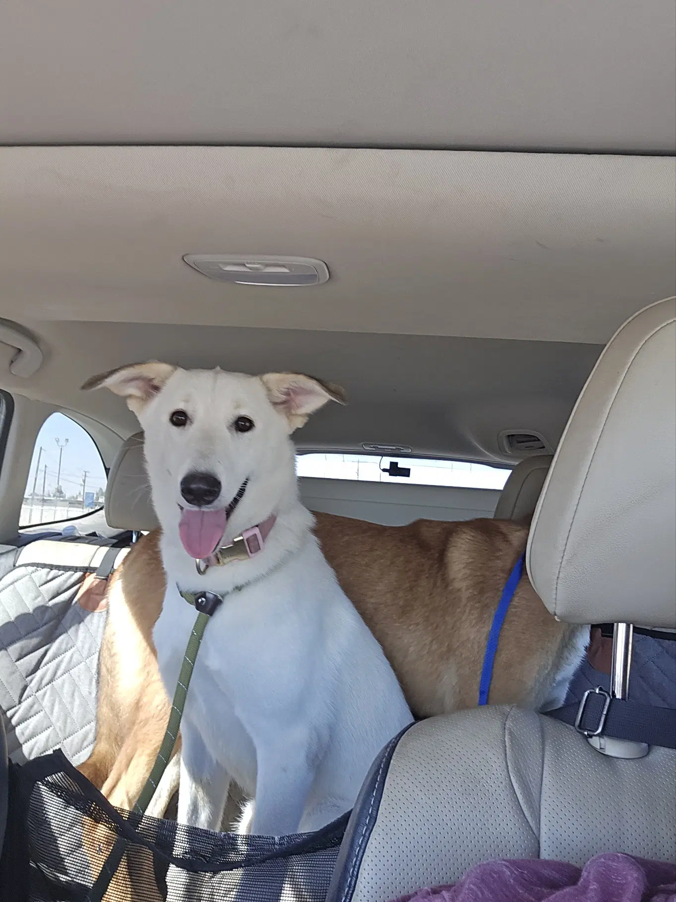 Rosie - White German Shepherd