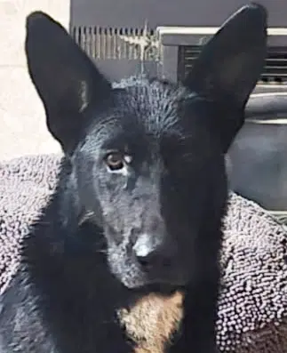 Onyx - German Shepherd Dog