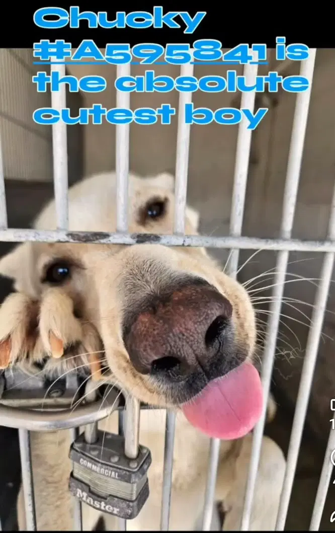 Chucky - White German Shepherd