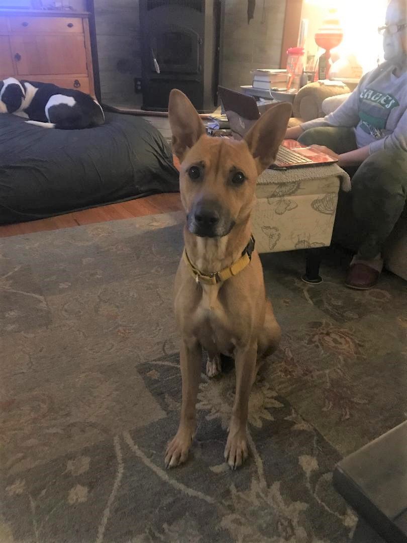 adoptable Dog in Fultonham, NY named Lady Bella