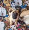 Aramis