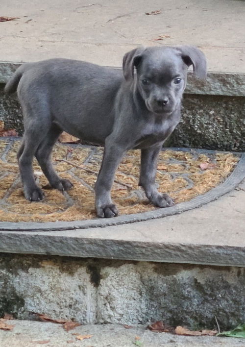 Bleu