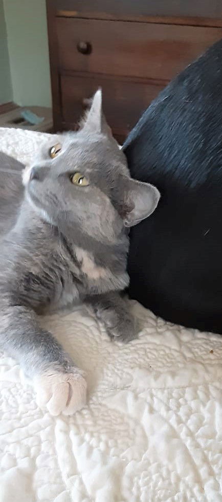 Gypsy the Kitty