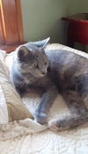Gypsy the Kitty