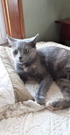Gypsy the Kitty