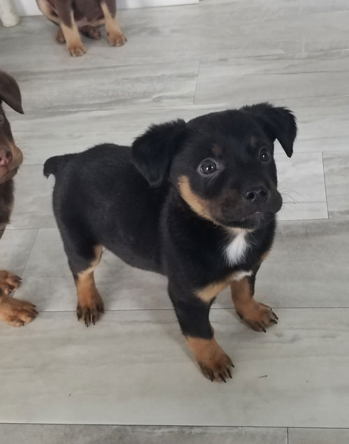 Gus