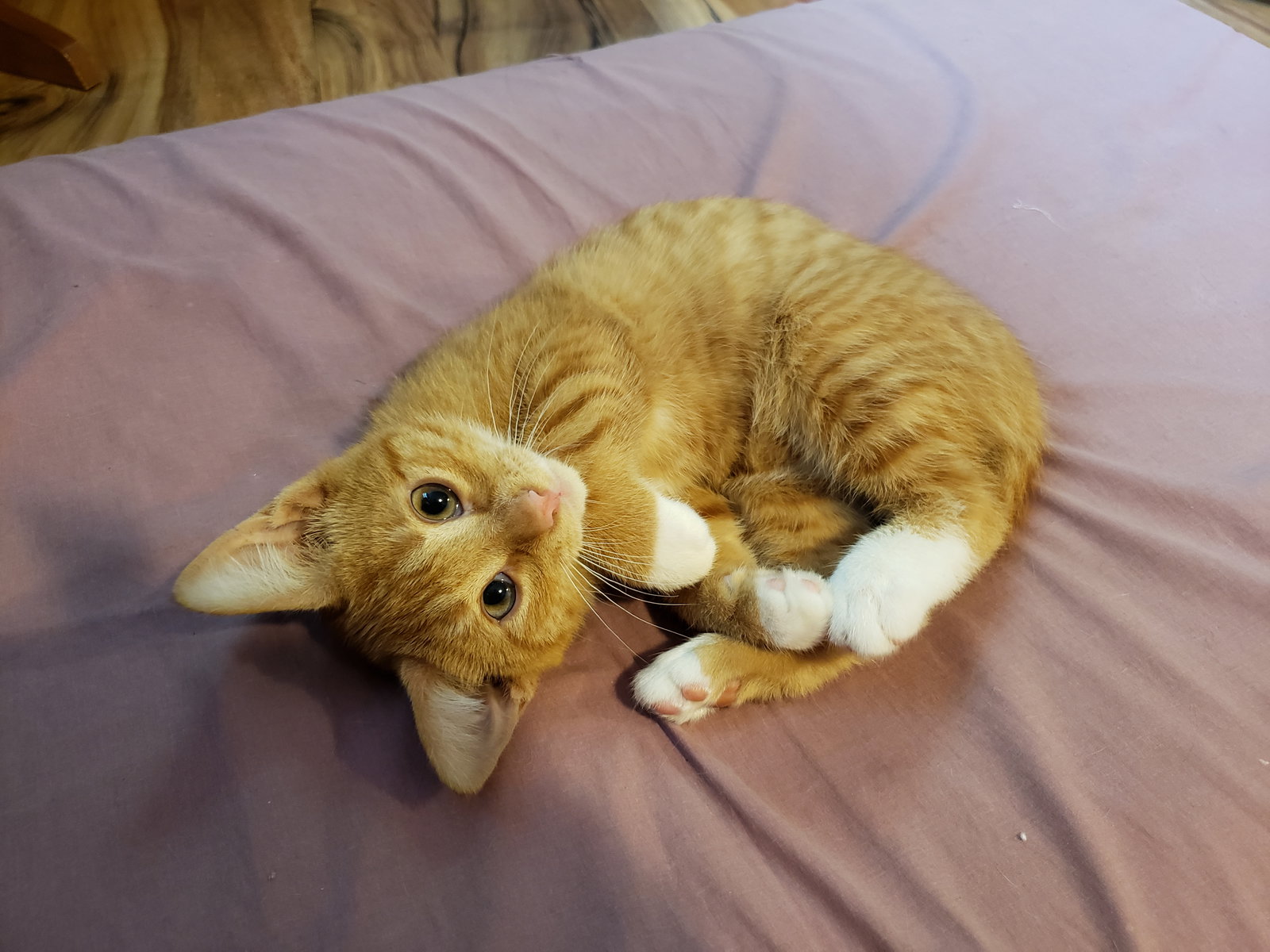 Cats for Adoption in Schoharie, New York Alpha Paw