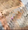 Cane