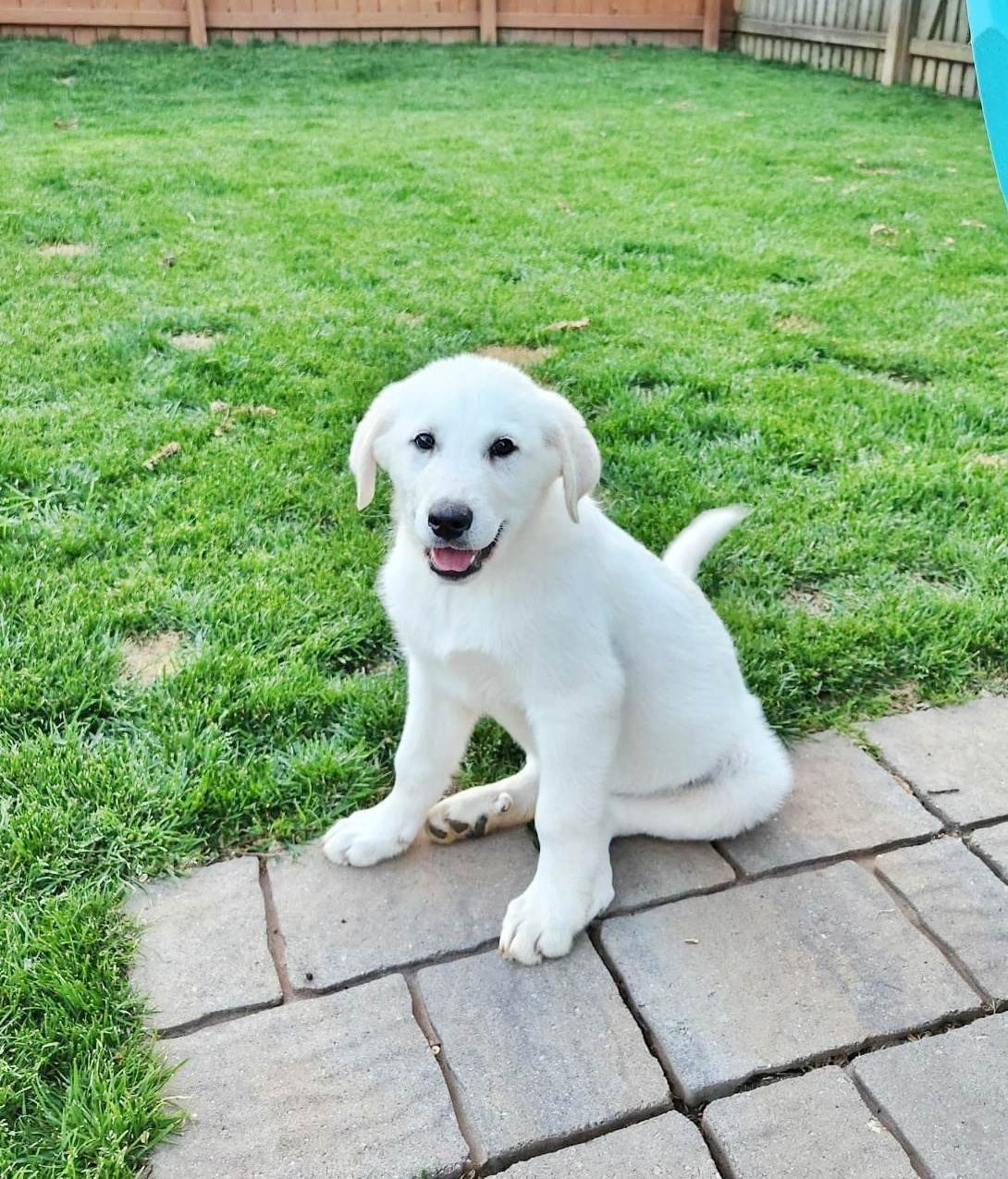 Dog for Adoption - Diamond - ADOPTION PENDING!, a Great Pyrenees in