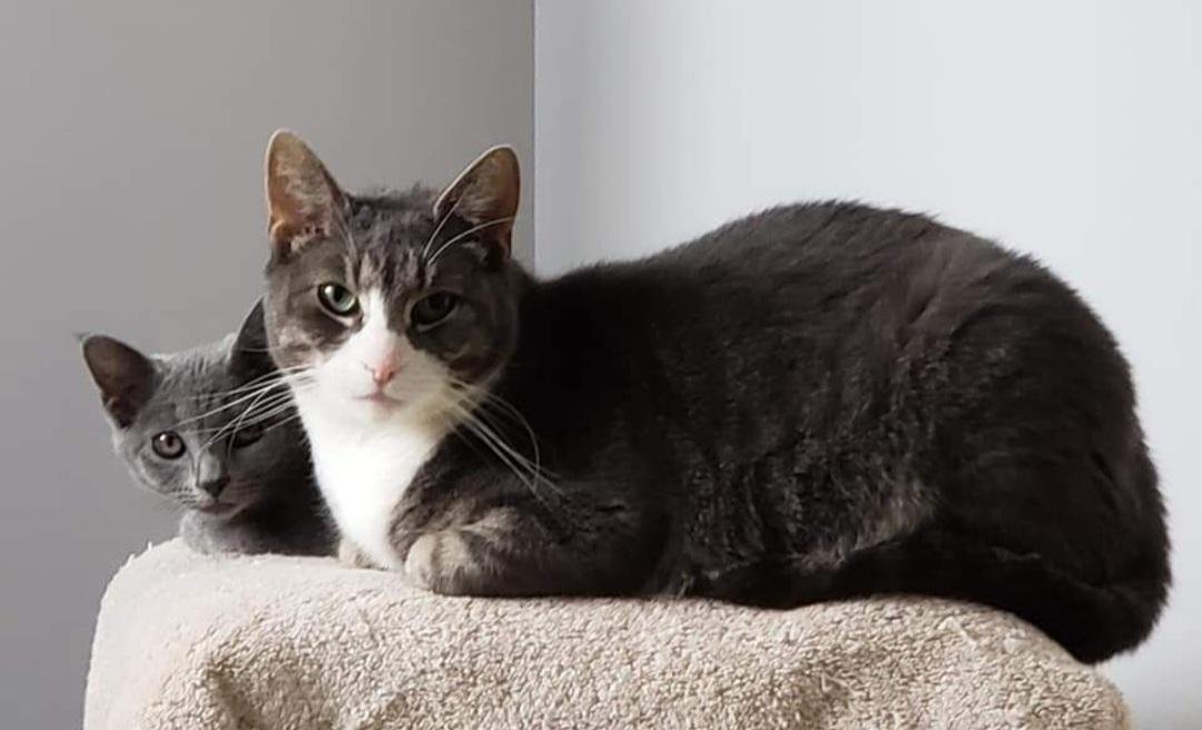 adoptable Cat in Fultonham, NY named Mr. T and Muffins