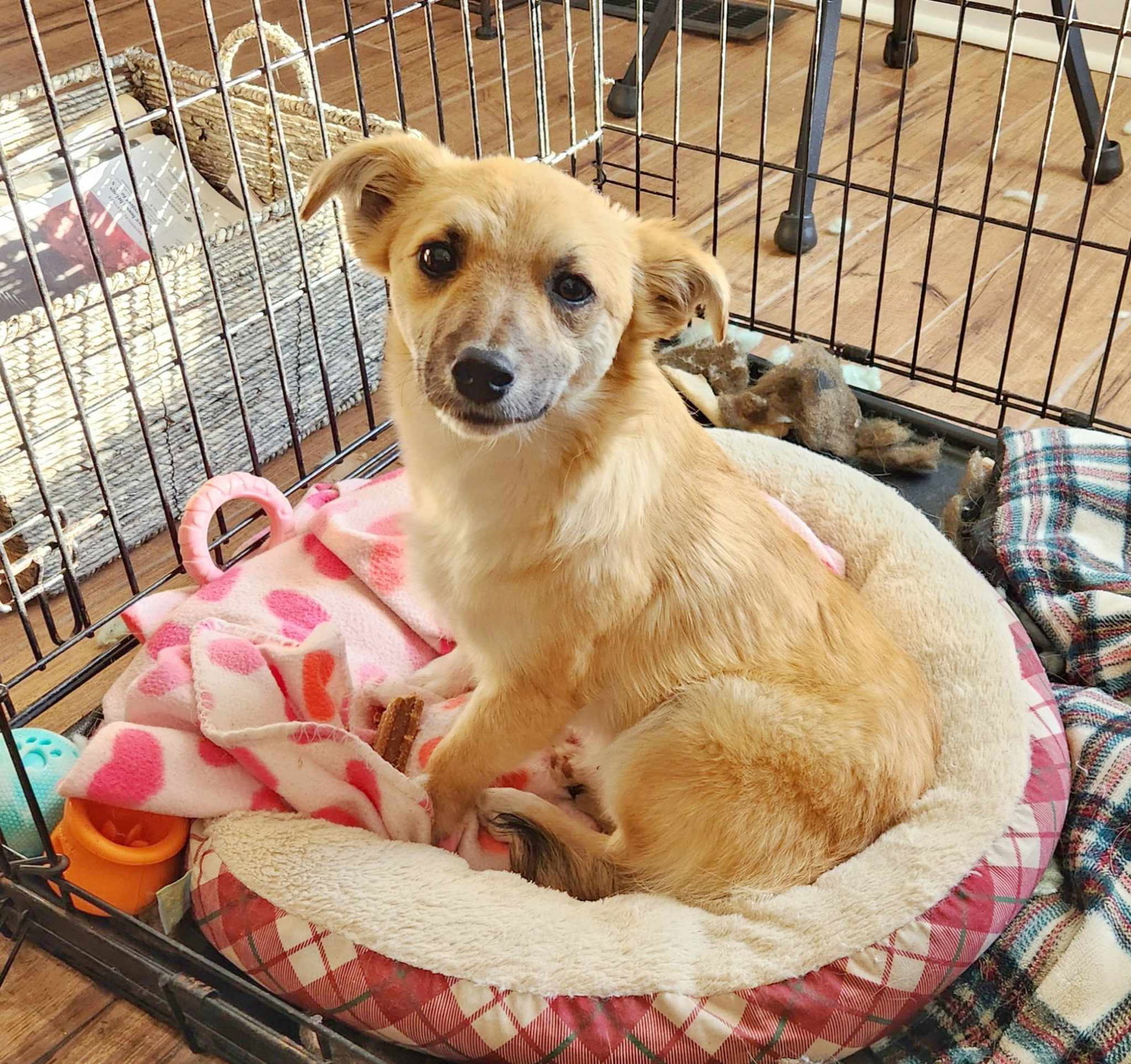 Dog for Adoption Billy Joel ADOPTION PENDING!!!, a Shiba Inu in