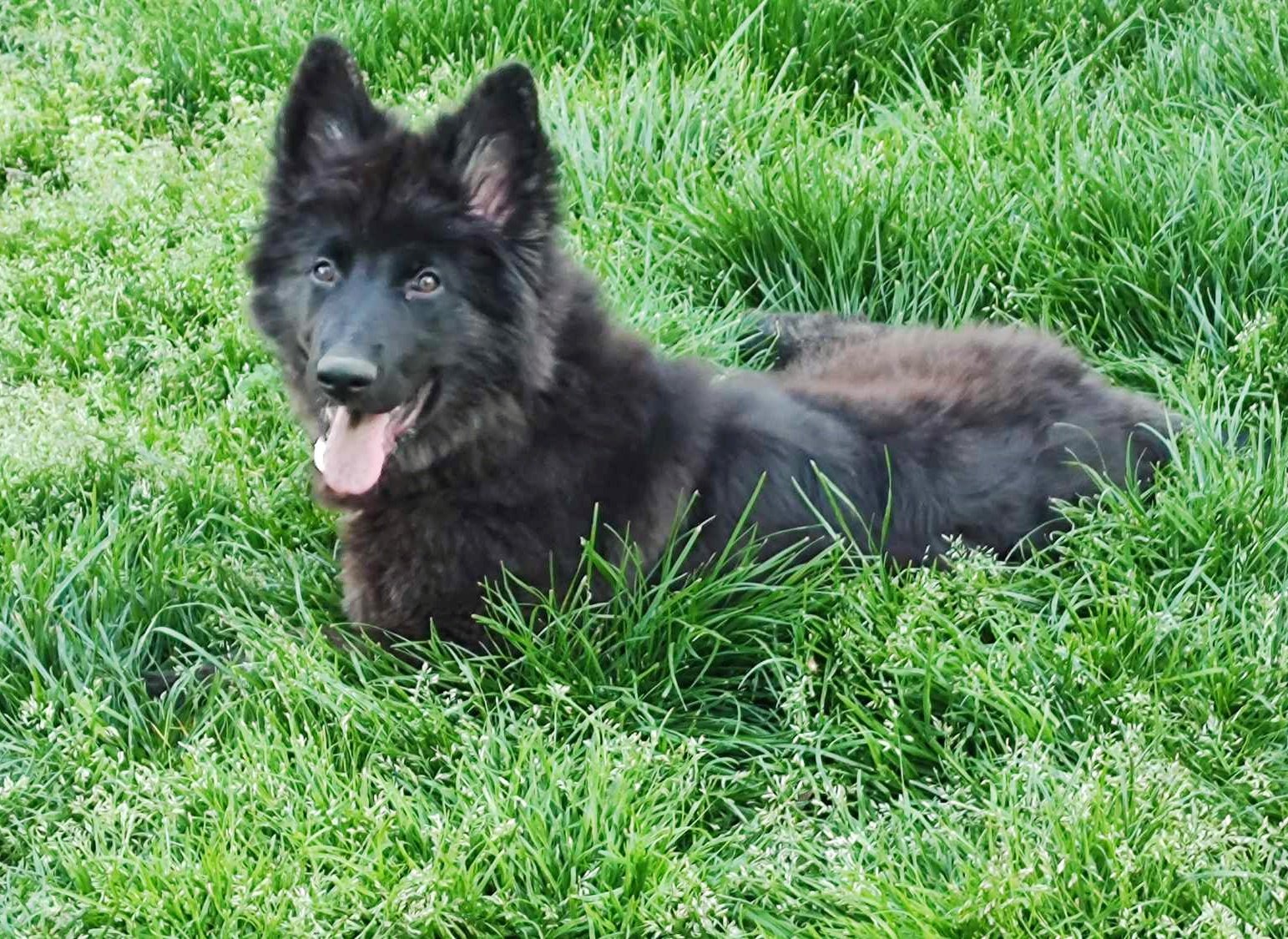 adoptable Dog in Fultonham, NY named Brie