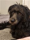 adoptable Dog in fulton, NY named Jax