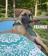 Frankie