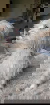 Kooper