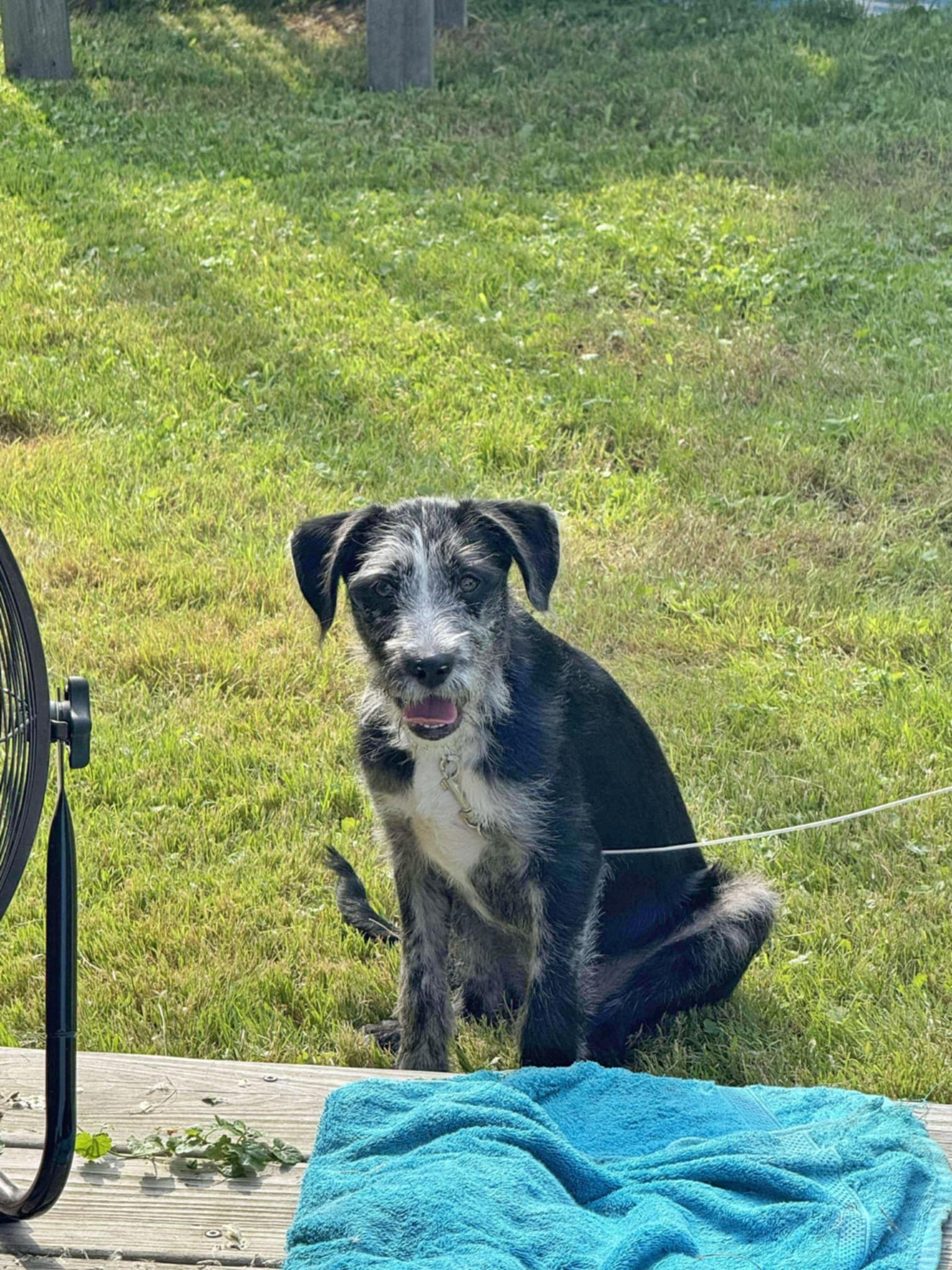 adoptable Dog in Fultonham, NY named Navy's Bingo