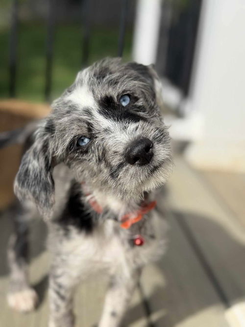 Navy's Bluey