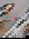 Heartly