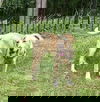 Honor