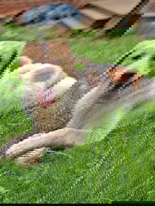Valoree