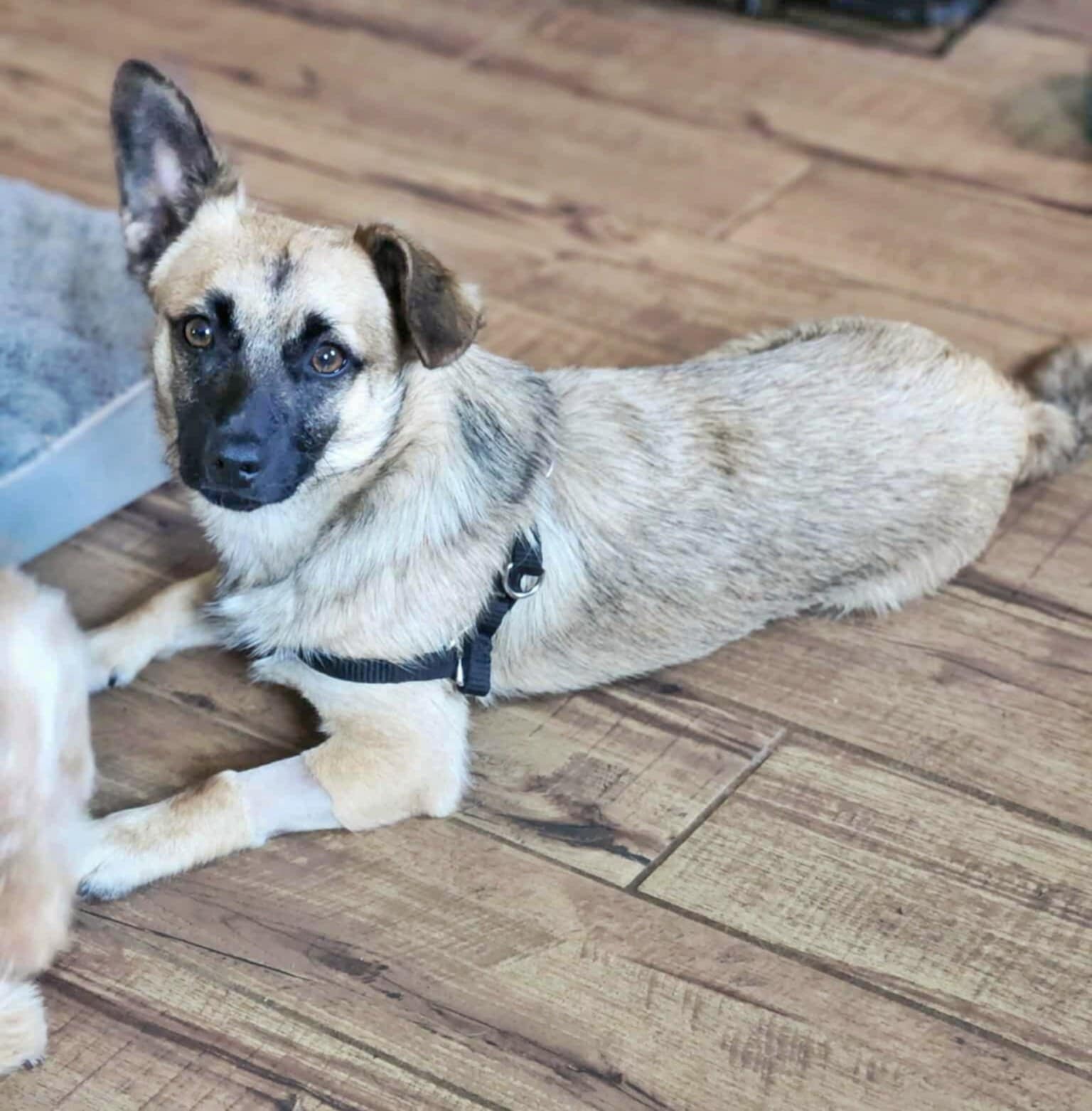 adoptable Dog in Fultonham, NY named Jackson