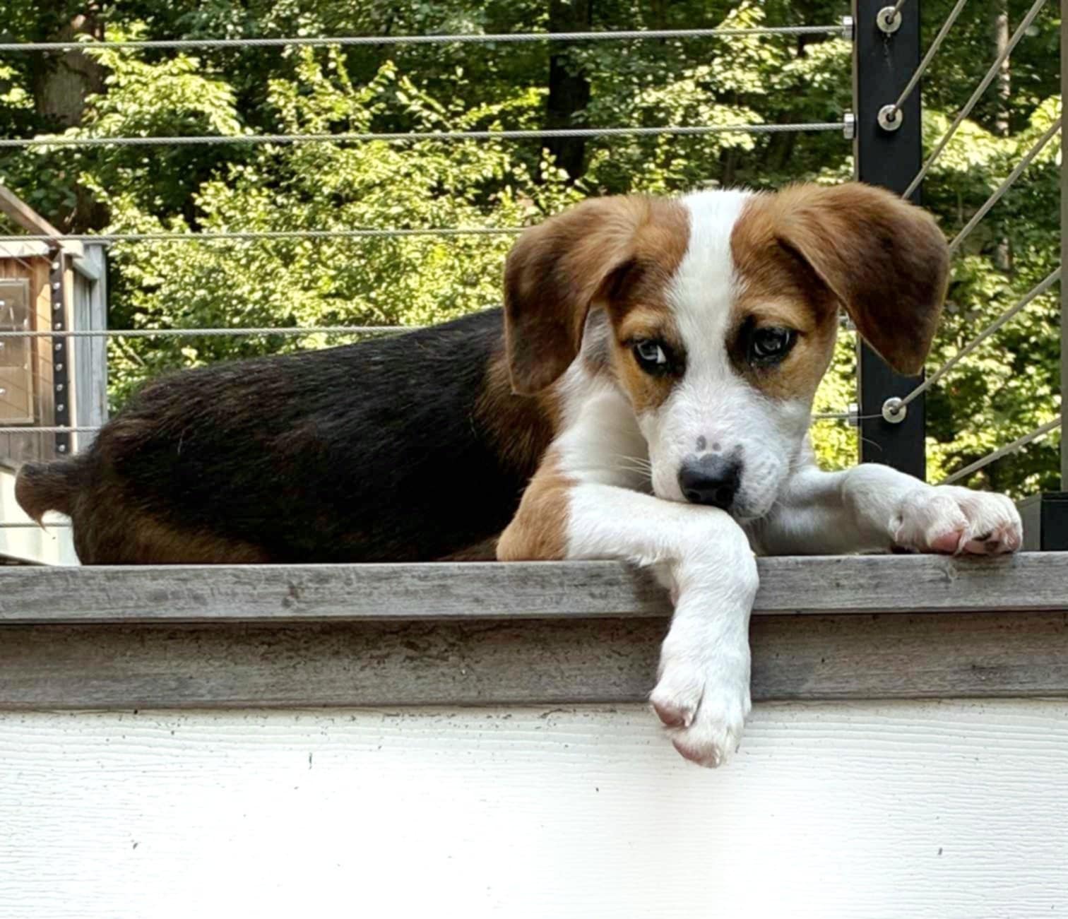 adoptable Dog in Fultonham, NY named Cosmos