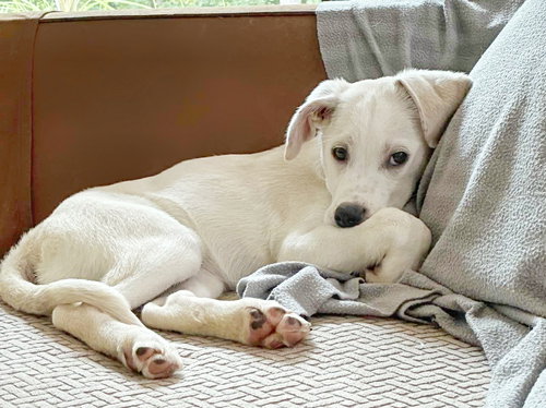 picture of the dog needing adoption