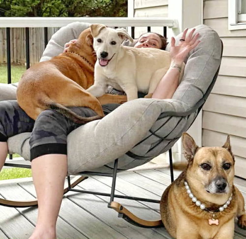 picture of the dog needing adoption