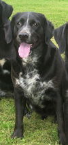 Buddy