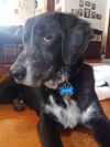 Buddy