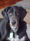 Buddy